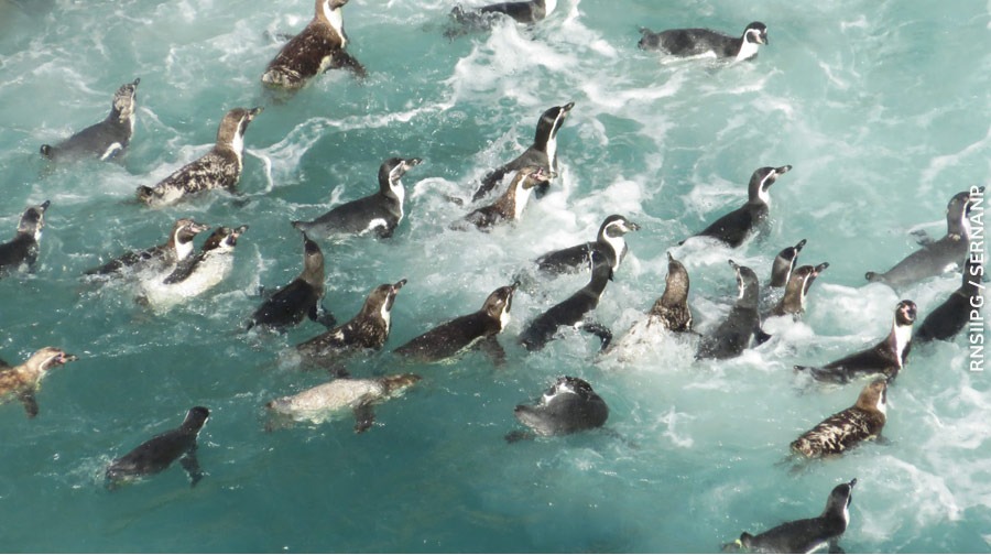 Humboldt penguin protected by Peruvian government as an endangered species
