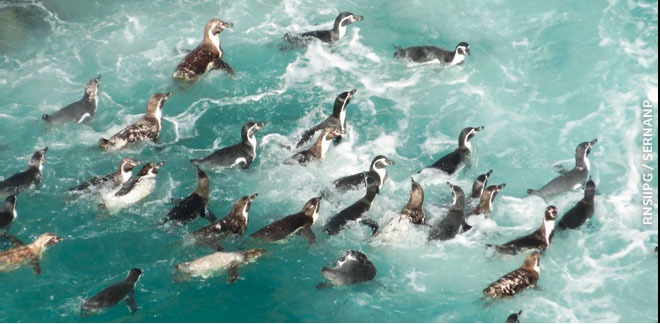 Humboldt penguin protected by Peruvian government as an endangered species