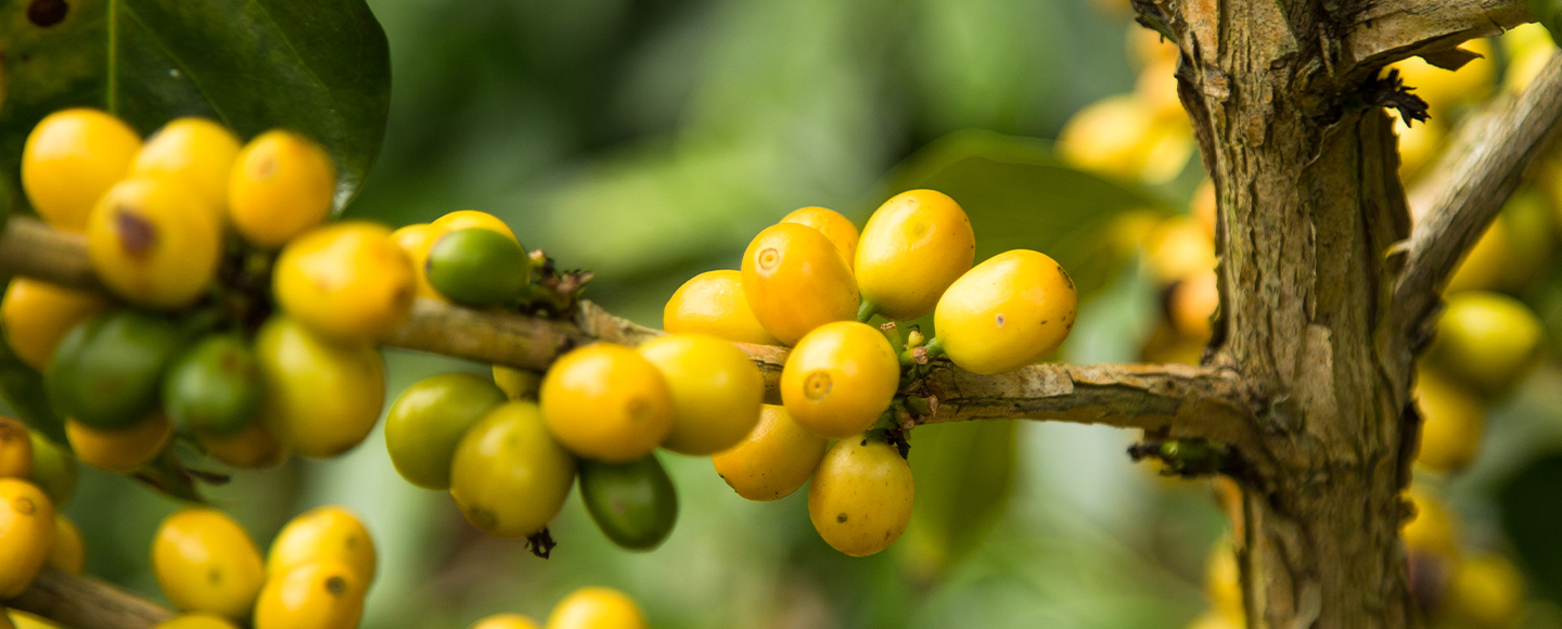 Agronegocios de Perú, granos de café en proceso de madurar sin cosechar