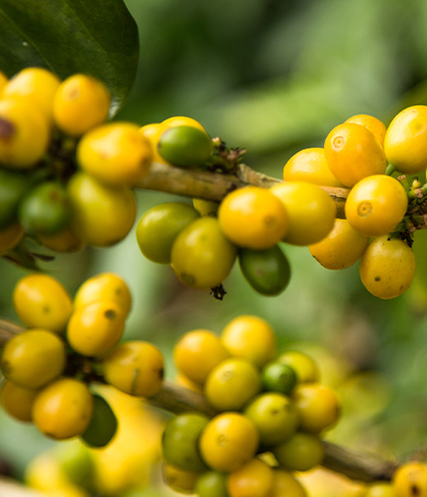 Agronegocios de Perú, granos de café en proceso de madurar sin cosechar