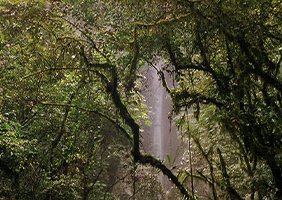 Parque Nacional del Rio Abiseo, situado en la selva del Perú característicos por su flora y fauna