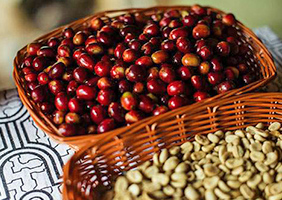 Café, cacao y productos agrícolas peruanos de gran calidad, orgánicos, con nivel de acidez y aroma