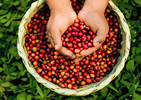 Campaña de café Marca Perú, conoce todo lo que ofrece el Perú al mundo