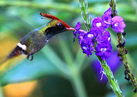 Parque Nacional de Manu, un ecosistema con variedad de ecosistemas de flora y fauna
