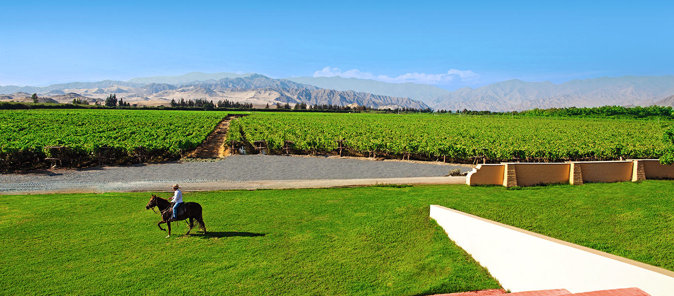 Pisco Vineyards | Ica